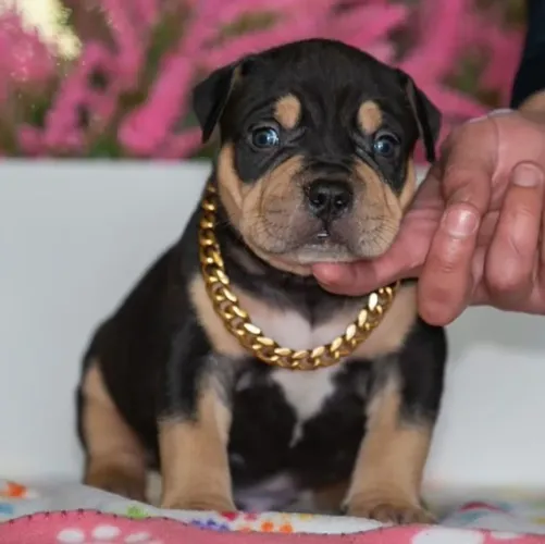 Filhotes De American Bully - Companhia Que Traz Paz 