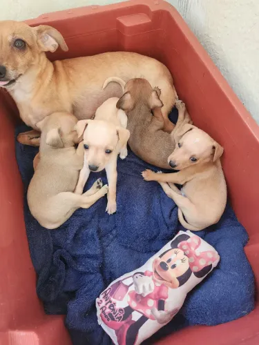 Vendo filhotes de pincher zero