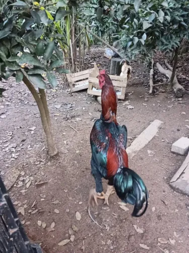 Galo índio 5 dedos