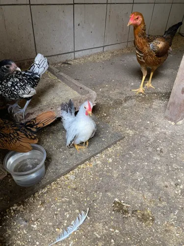 Galo e galinha