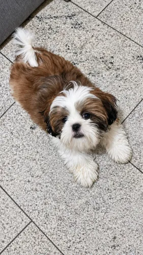 Shih Tzu Filhote Doação