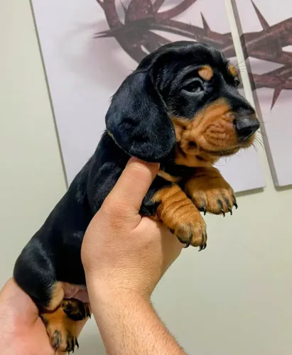 Dachshund (Salsicha) Machinho