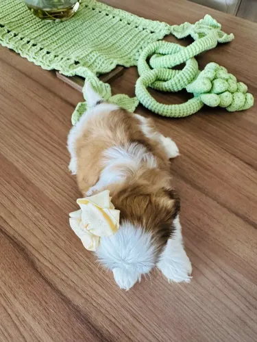 SHIH TZU COM PEDIGREE EM ATÉ 10 X