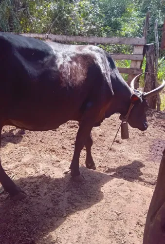 Vaca com garrote