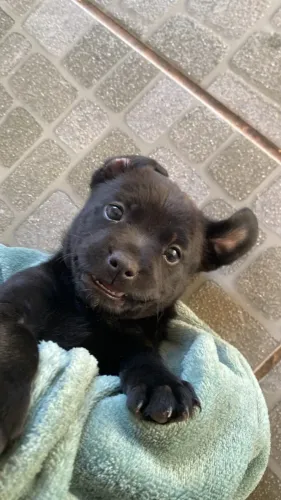 cachorro doação