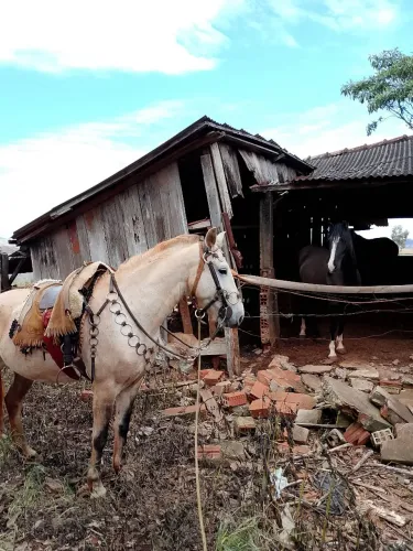 Vendo cavalo tordilho manso