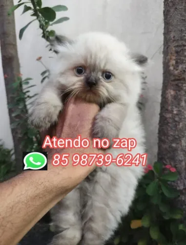 Gatos persa filhotes