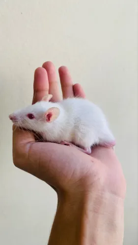 Ratos Twister filhotes de 50 dias