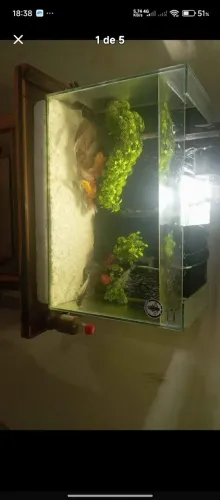 Aquário completo de 80 litros 