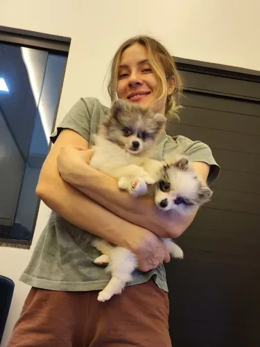 Lulu da Pomerânia - Spitz Alemão - Macho e Fêmea com pedigree