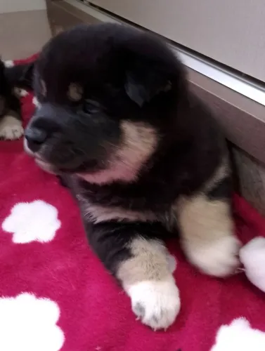 Lindos filhotes de shiba inu 