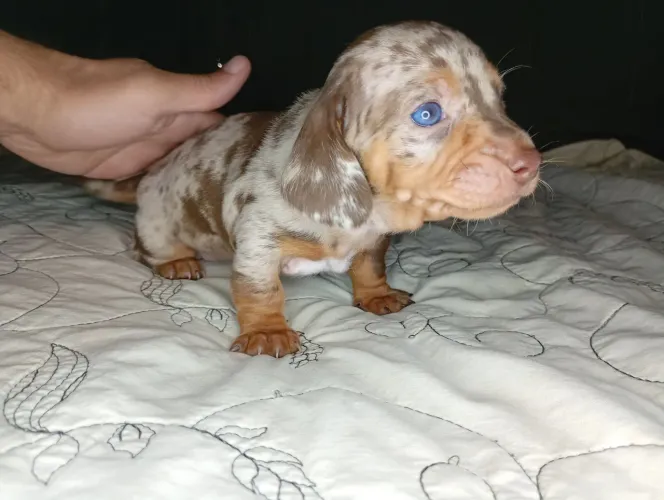 Daschund/teckel cor Rara