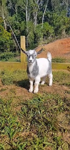Mini cabra