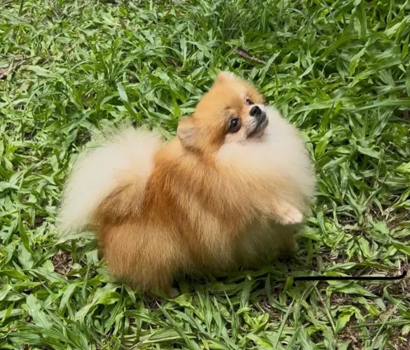 Lulu da pomerania machinho para cruza!
