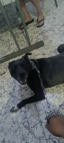 Estou doando essa cachorra 