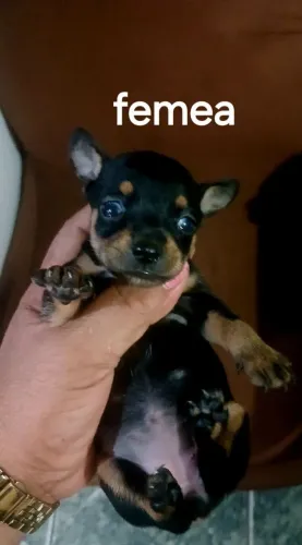 Pinchi n 0 femea