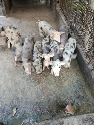 Porco caipira 
