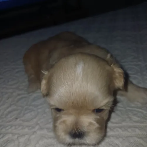 Vendo filhote de shih-tzu mini