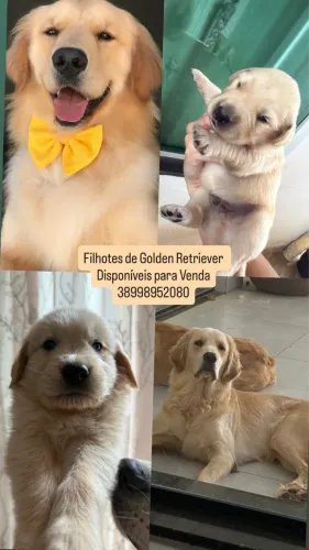 Filhotes de Golden Retriever a Venda