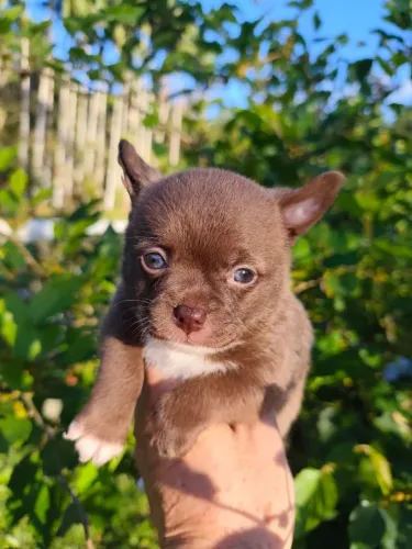 Filhote de Chihuahua Pelo Curto Chocolate macho