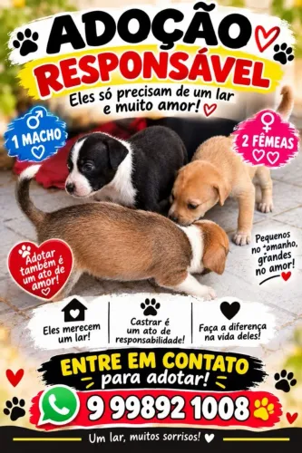 Cachorrinhos meio pint e meio vilarata