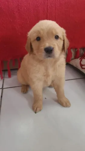 golden retriever porte grande