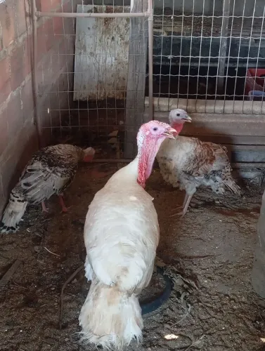 Peru