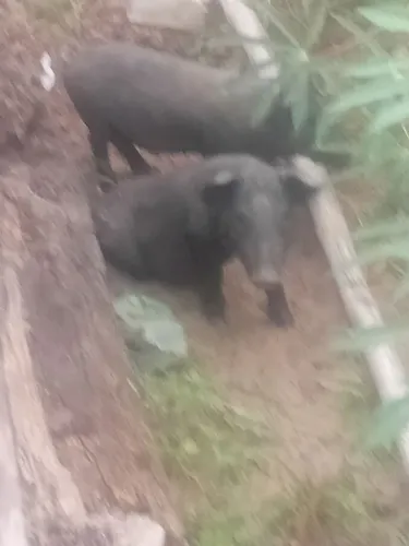 Porco ? 