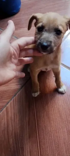 Procura ser um lar pra esse cachorrinho 