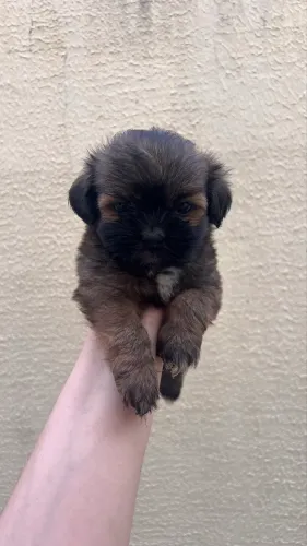 VENDO SHIH TZU