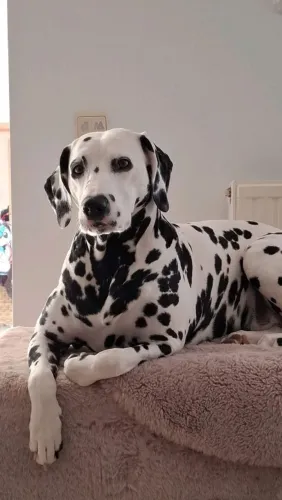 Filhotes de dálmata parcelo até 18x pedigree