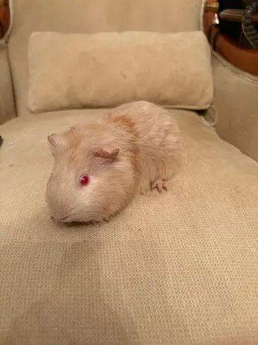 Porquinho da india de pelo curto macho