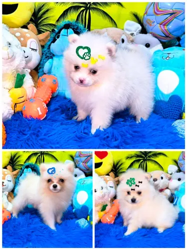Lulu da Pomerânia Anão