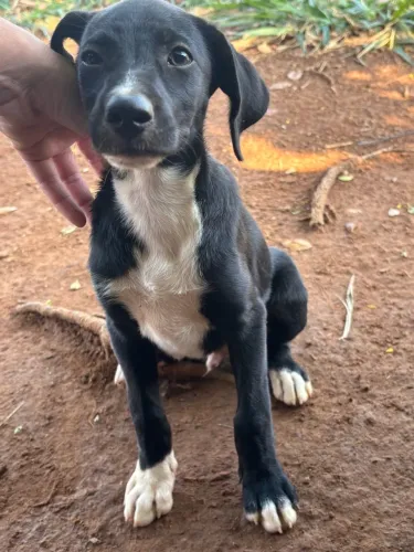 Filhote Carinhoso Adoção