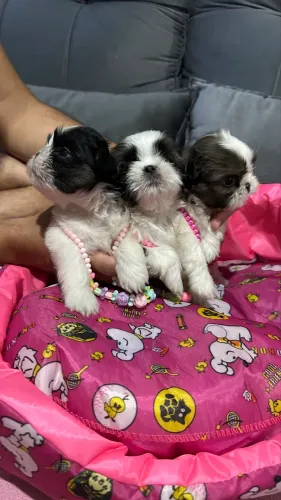 Shih tzu filhotes mini - 2 fêmeas e 2 machos a pronta entrega
