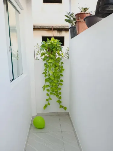 Jiboia neon adulta