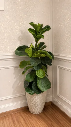 Vendo Planta em formação Ficus 