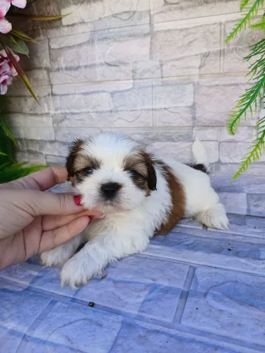 Shitzu machinho mini tricolor