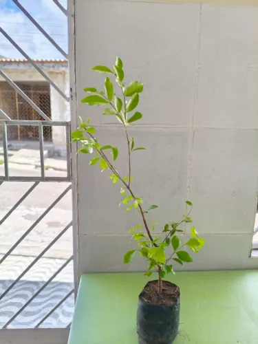 Pé de acerola junco enxertada 