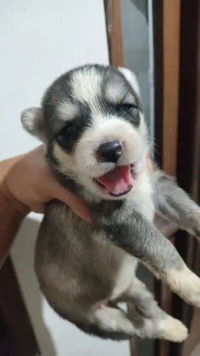Husky