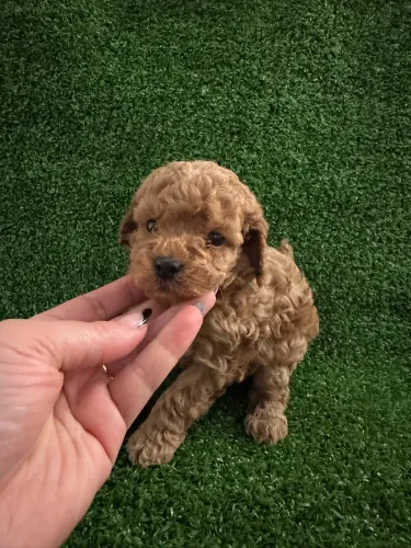 Poodle Toy adestrados no tapete higiênico 