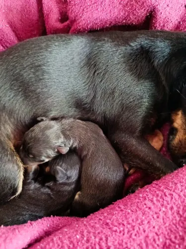 Vende se  2 filhotes de pinscher n-1 femias
