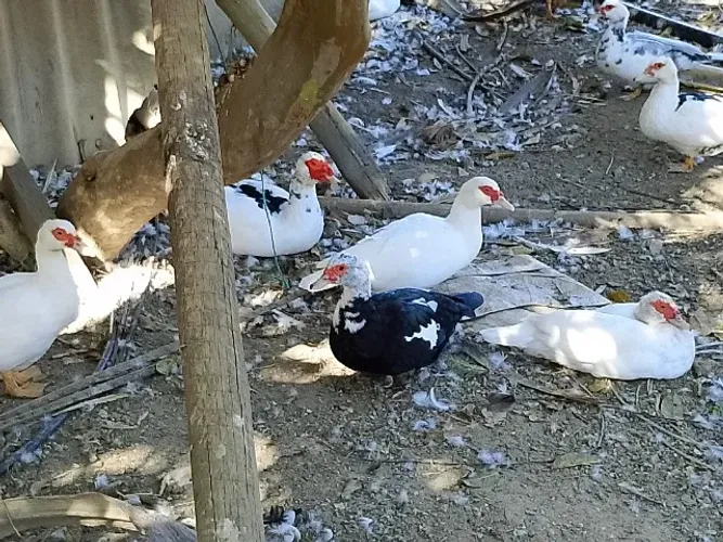 Vende-se patos 