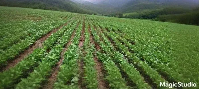 Imóvel para venda com 196300 metros quadrados com 4 quartos em Área Rural de Avaré - Avaré