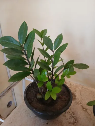 Planta Zamiocuca