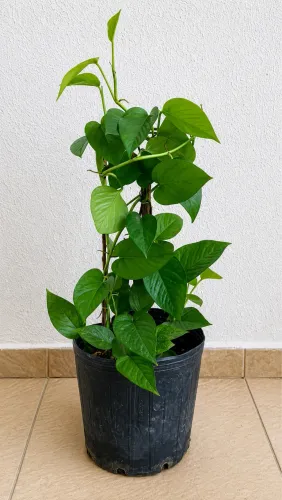 Vendo Plantas 04