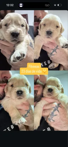 Golden Retriever alto padrão com pedigree e microchip