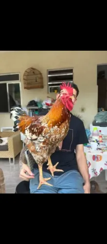 Ovos galados e pintinhos,padrão excelente!