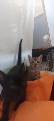 Gatinhos para doação 