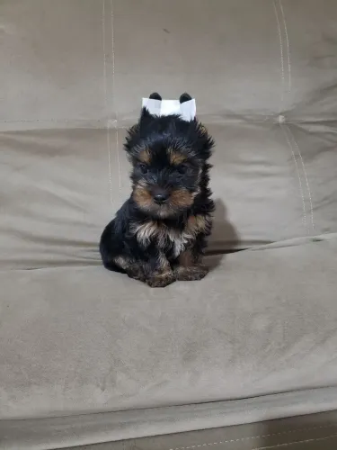 Lindo Yorkshire machinho mini